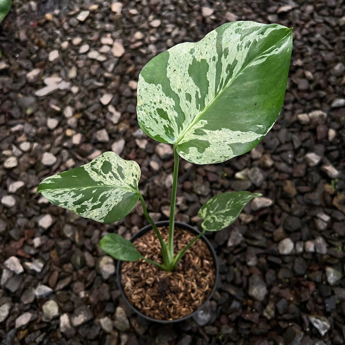 Monstera Bulbasaur