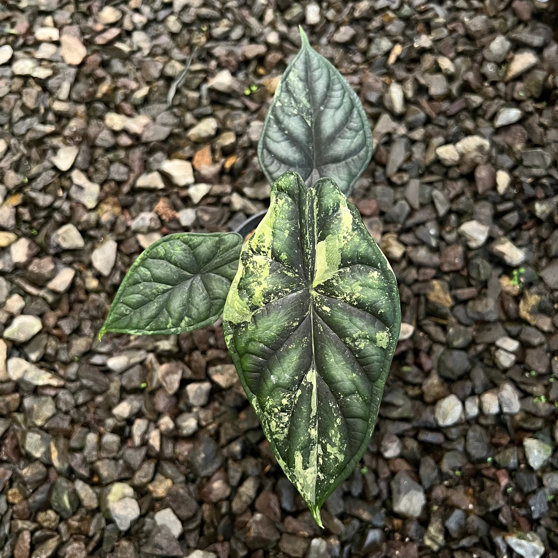 Alocasia Dragon Scale Varigated Medium size