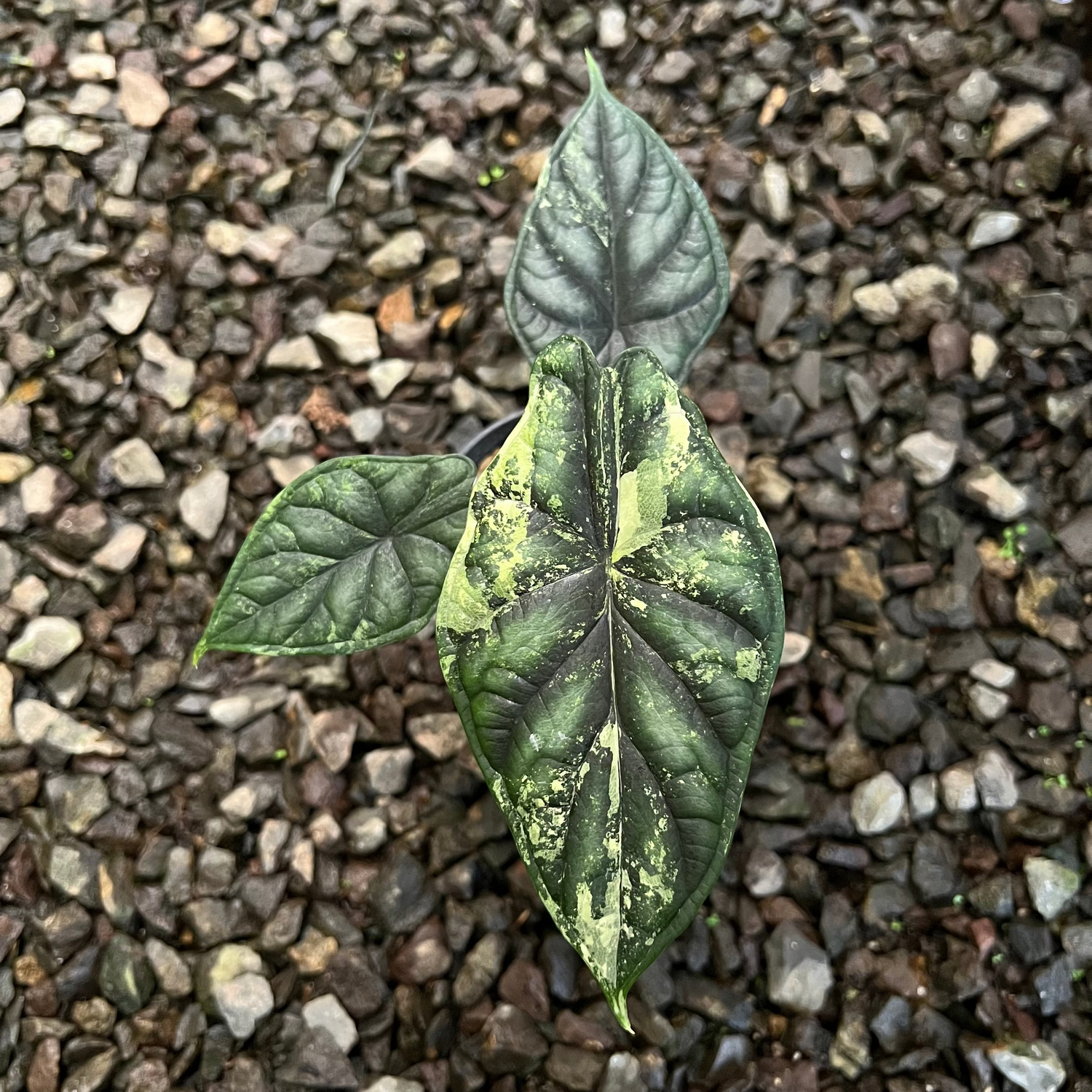 Alocasia Dragon Scale Varigated Medium size