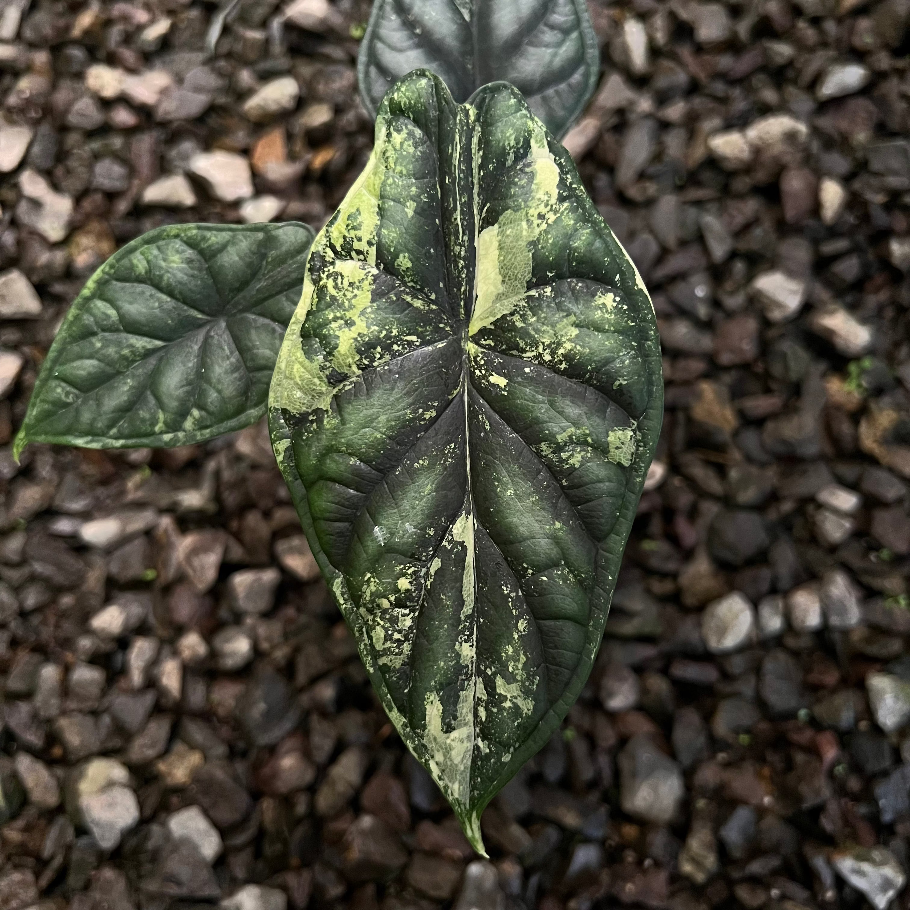 Alocasia Dragon Scale Varigated Medium size