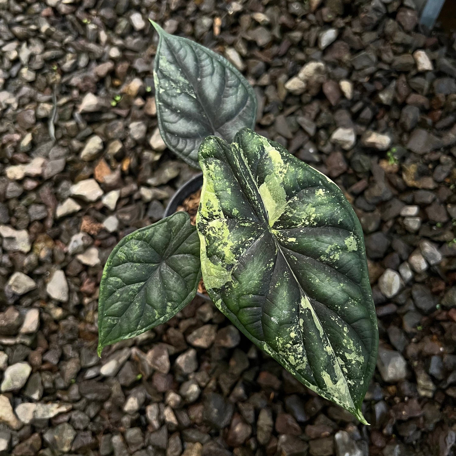 Alocasia Dragon Scale Varigated Medium size