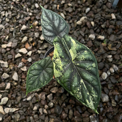 Alocasia Dragon Scale Varigated Medium size