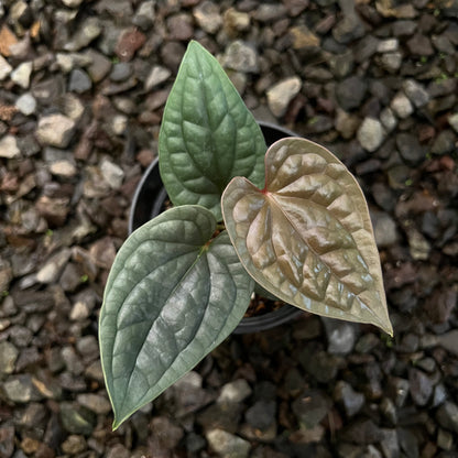 Anthurium Luxurians