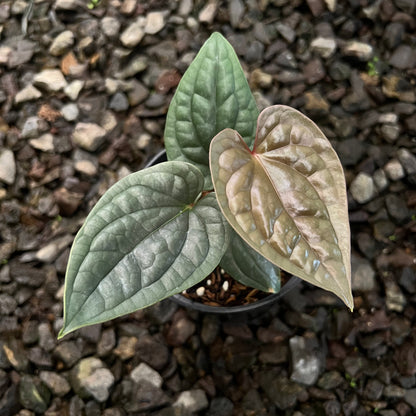 Anthurium Luxurians
