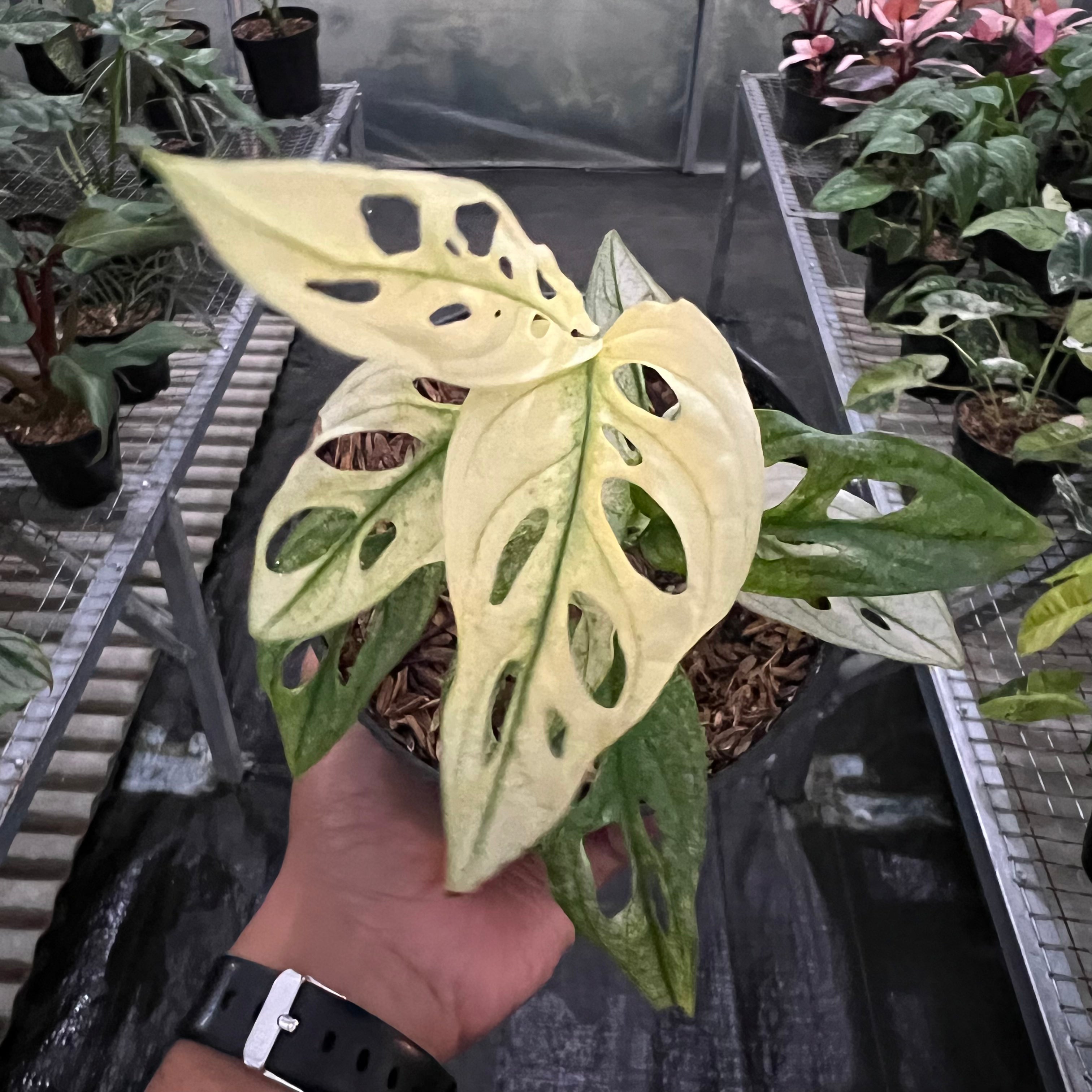 Monstera Adansonii Mint Variegated
