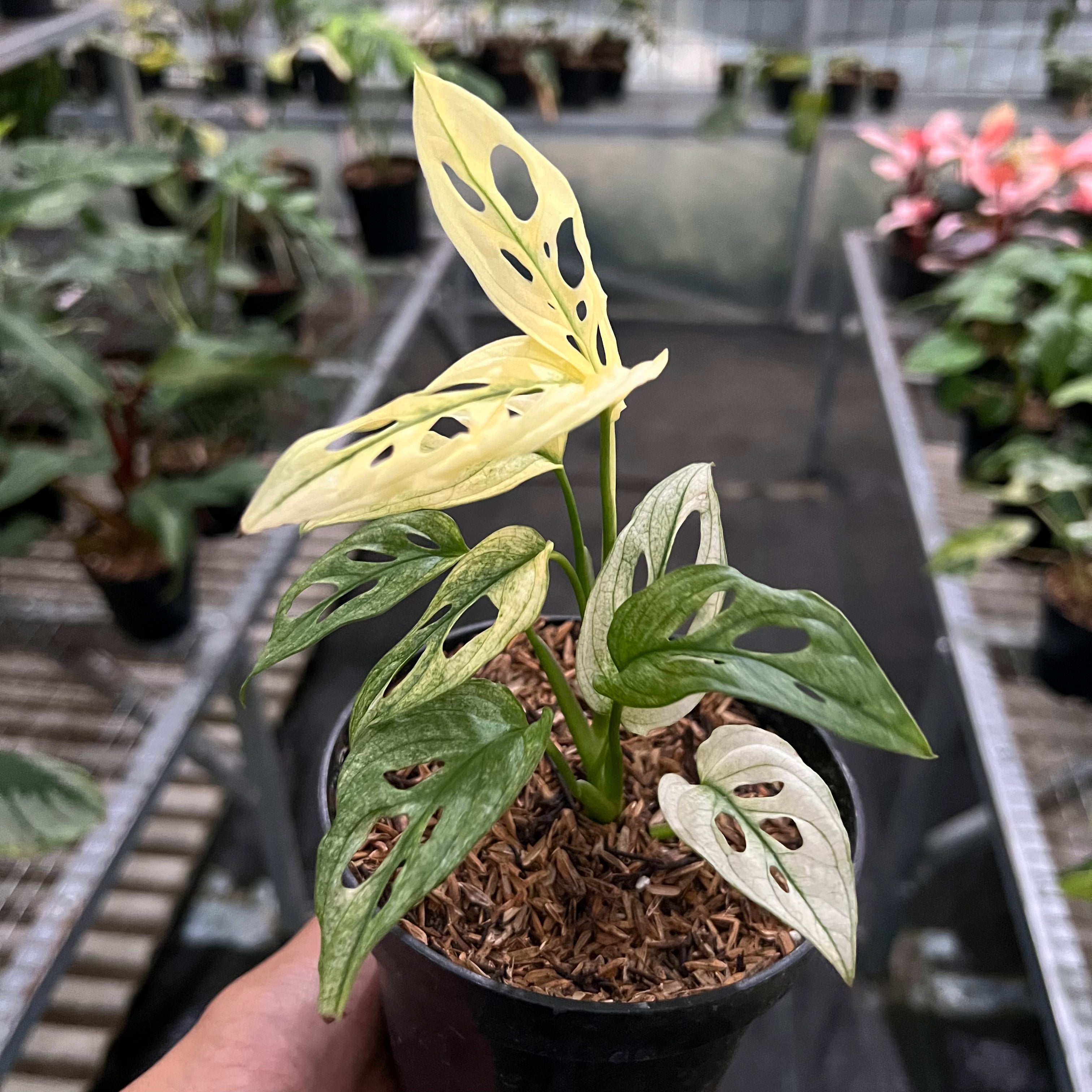 Monstera Adansonii Mint Variegated