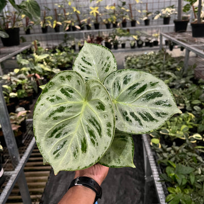 Anthurium Silver Chrome Round