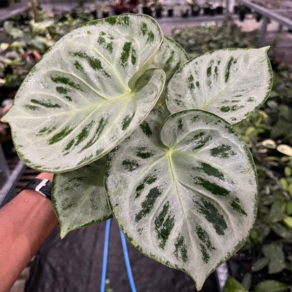 Anthurium Silver Chrome Round
