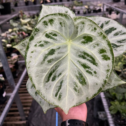 Anthurium Silver Chrome Round