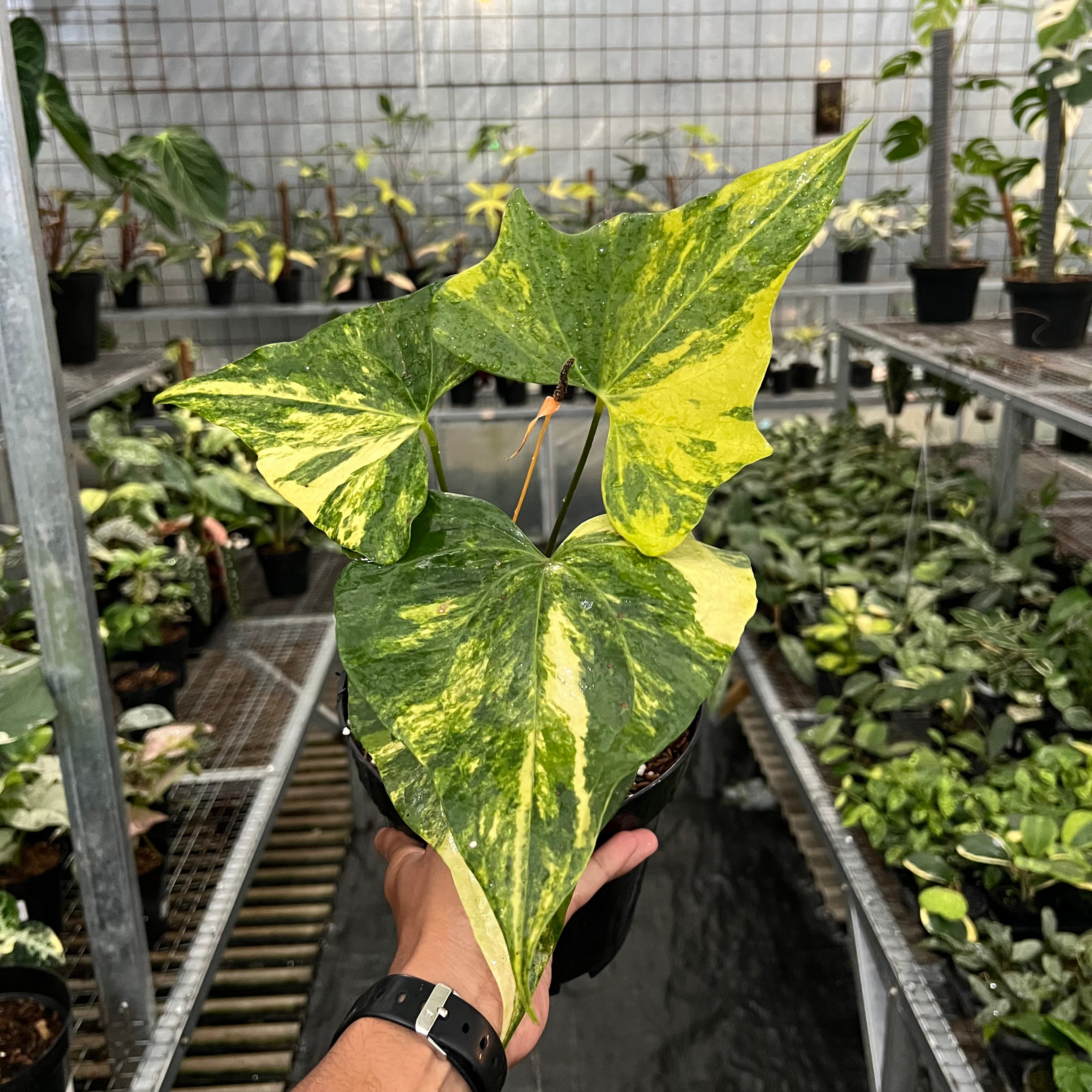 Anthurium Pterodactyl Variegated