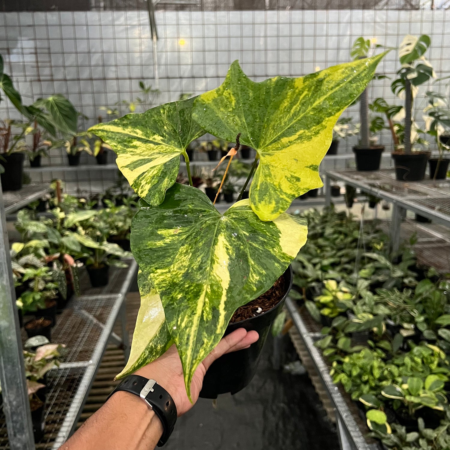 Anthurium Pterodactyl Variegated