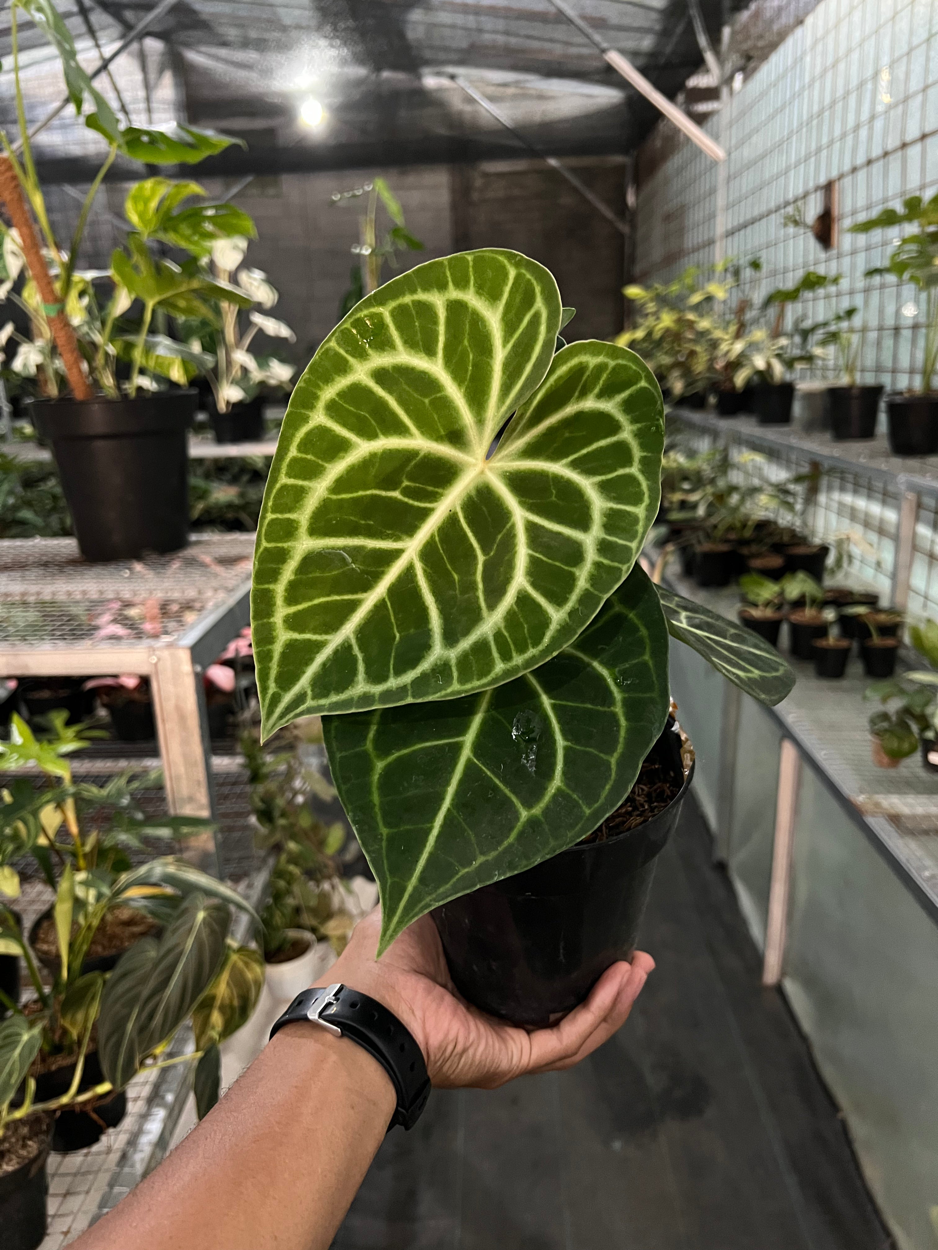 Anthurium Clarinervium