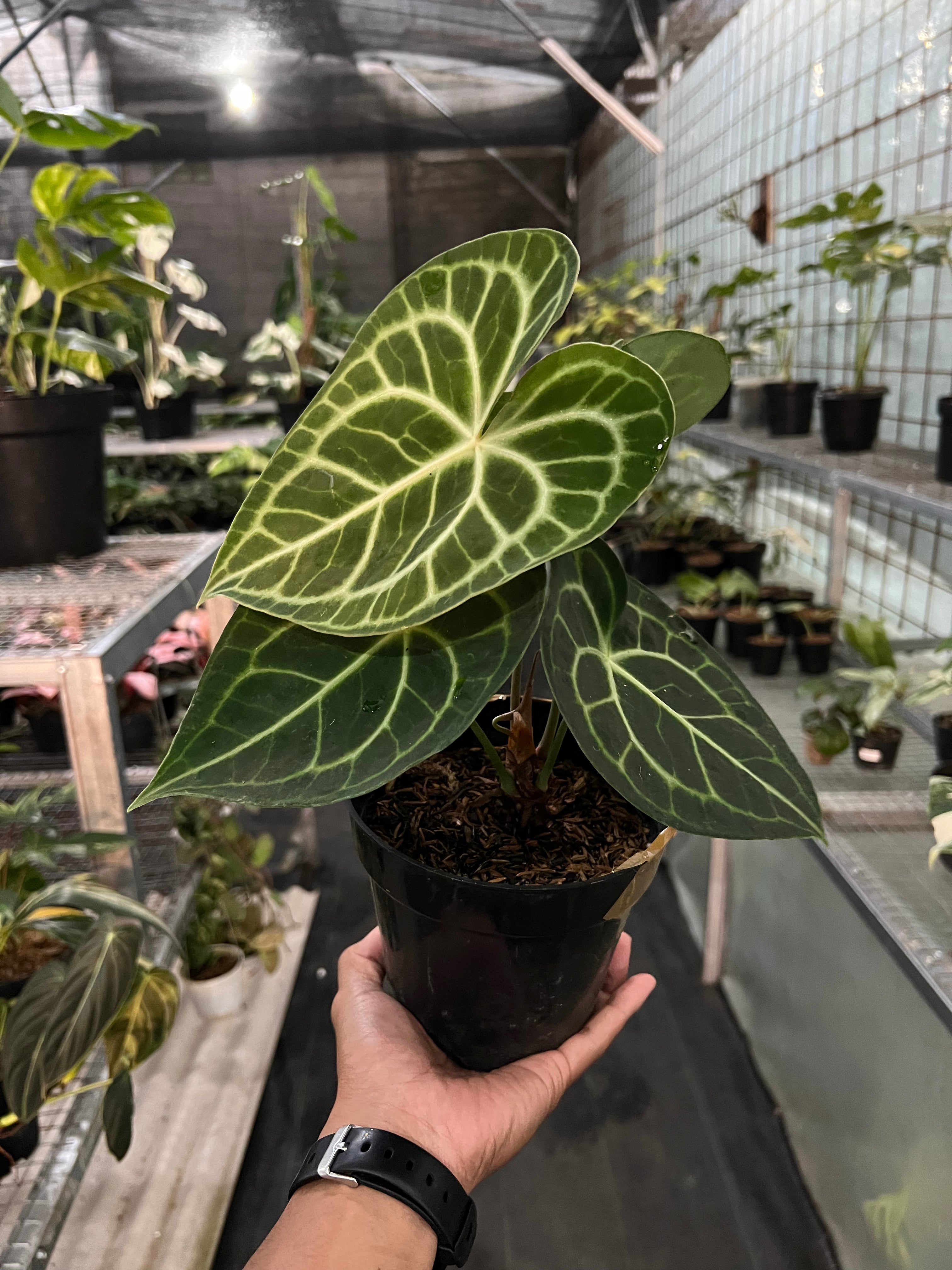 Anthurium Clarinervium