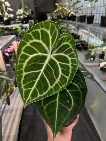 Anthurium Clarinervium