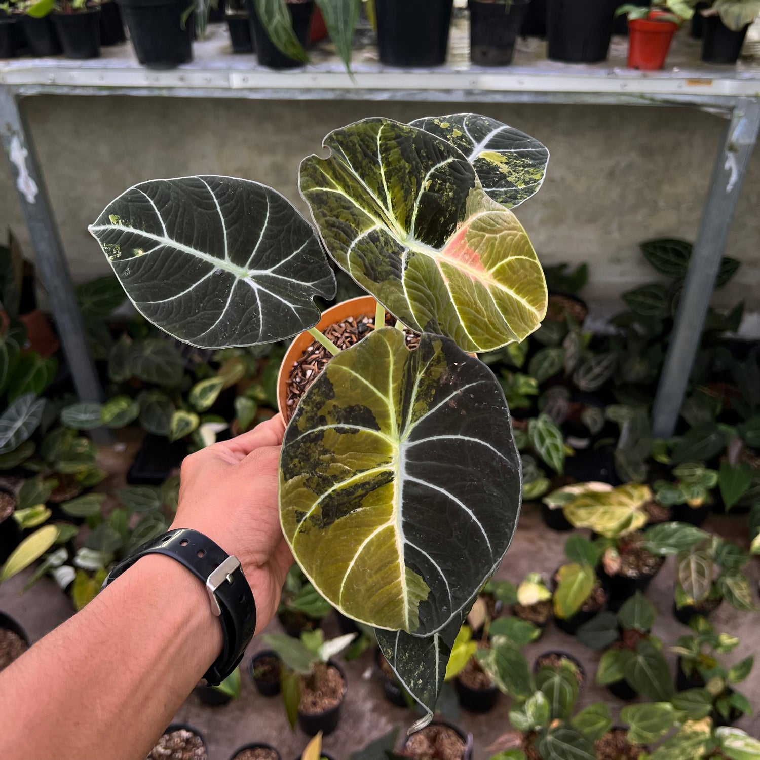 Alocasia Black Velvet Variegated