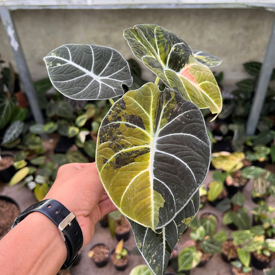 Alocasia Black Velvet Variegated