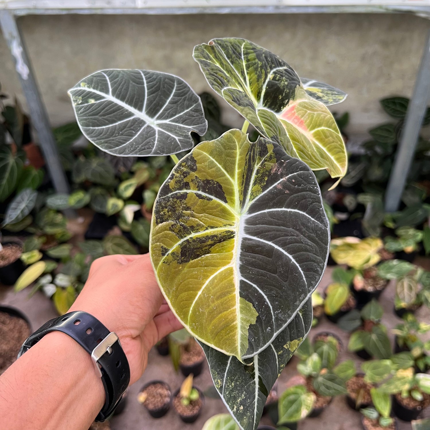 Alocasia Black Velvet Variegated