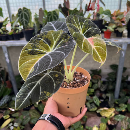 Alocasia Black Velvet Variegated
