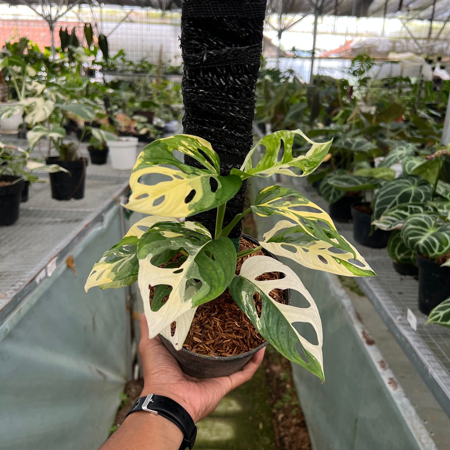 Monstera Adansonii Albo Variegated