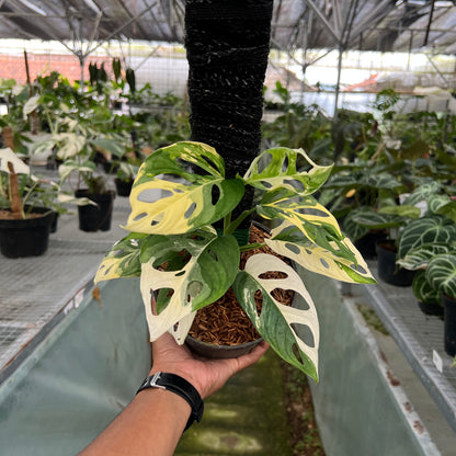 Monstera Adansonii Albo Variegated