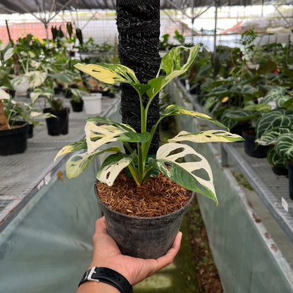 Monstera Adansonii Albo Variegated