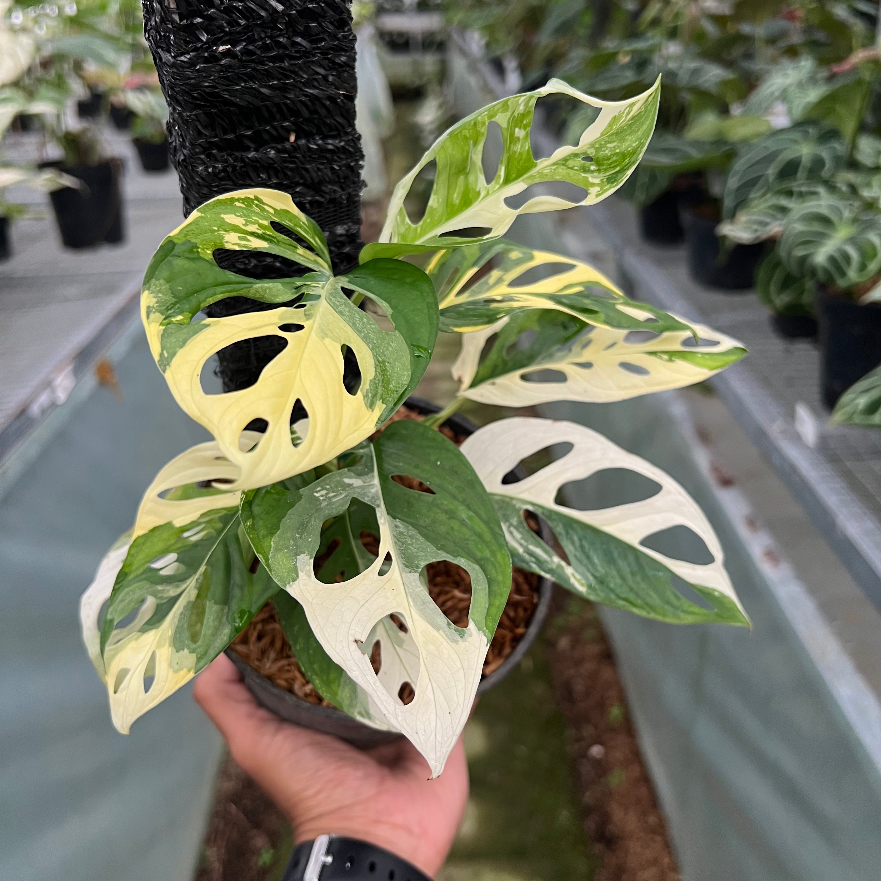 Monstera Adansonii Albo Variegated