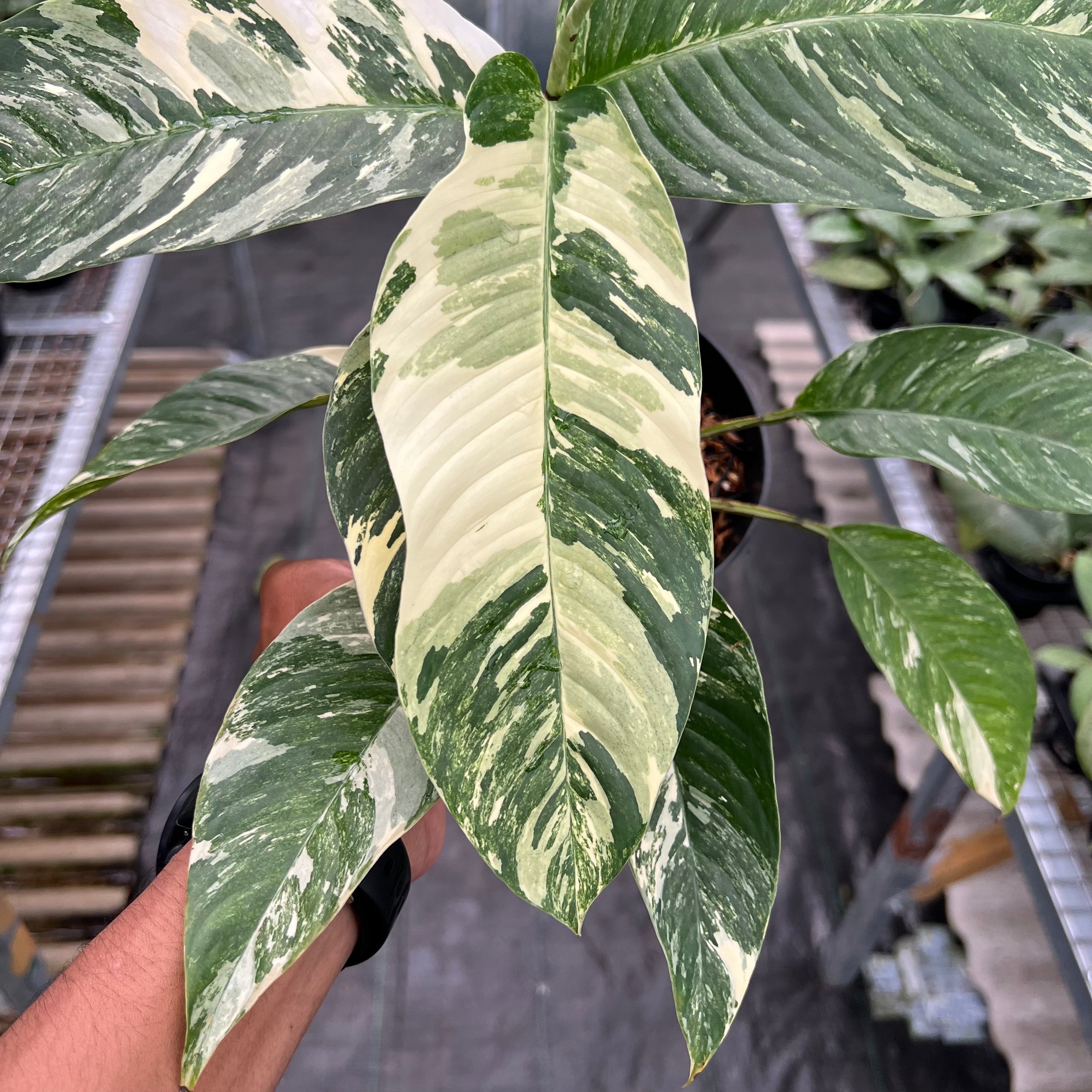 Rhaphidophora Foraminifera Albo Variegated