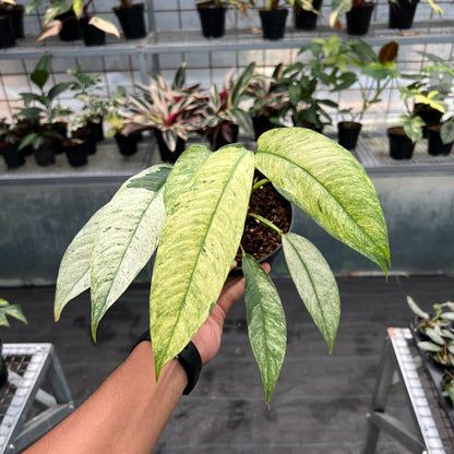 Rhaphidophora Megasperma Variegated