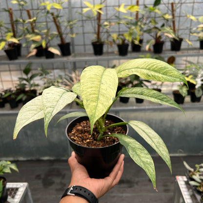 Rhaphidophora Megasperma Variegated