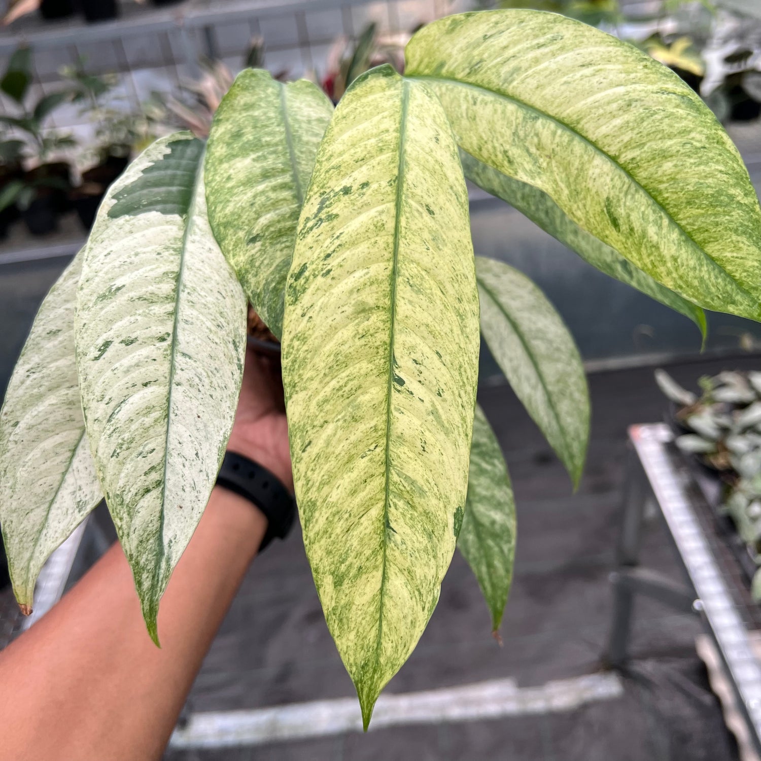 Rhaphidophora Megasperma Variegated