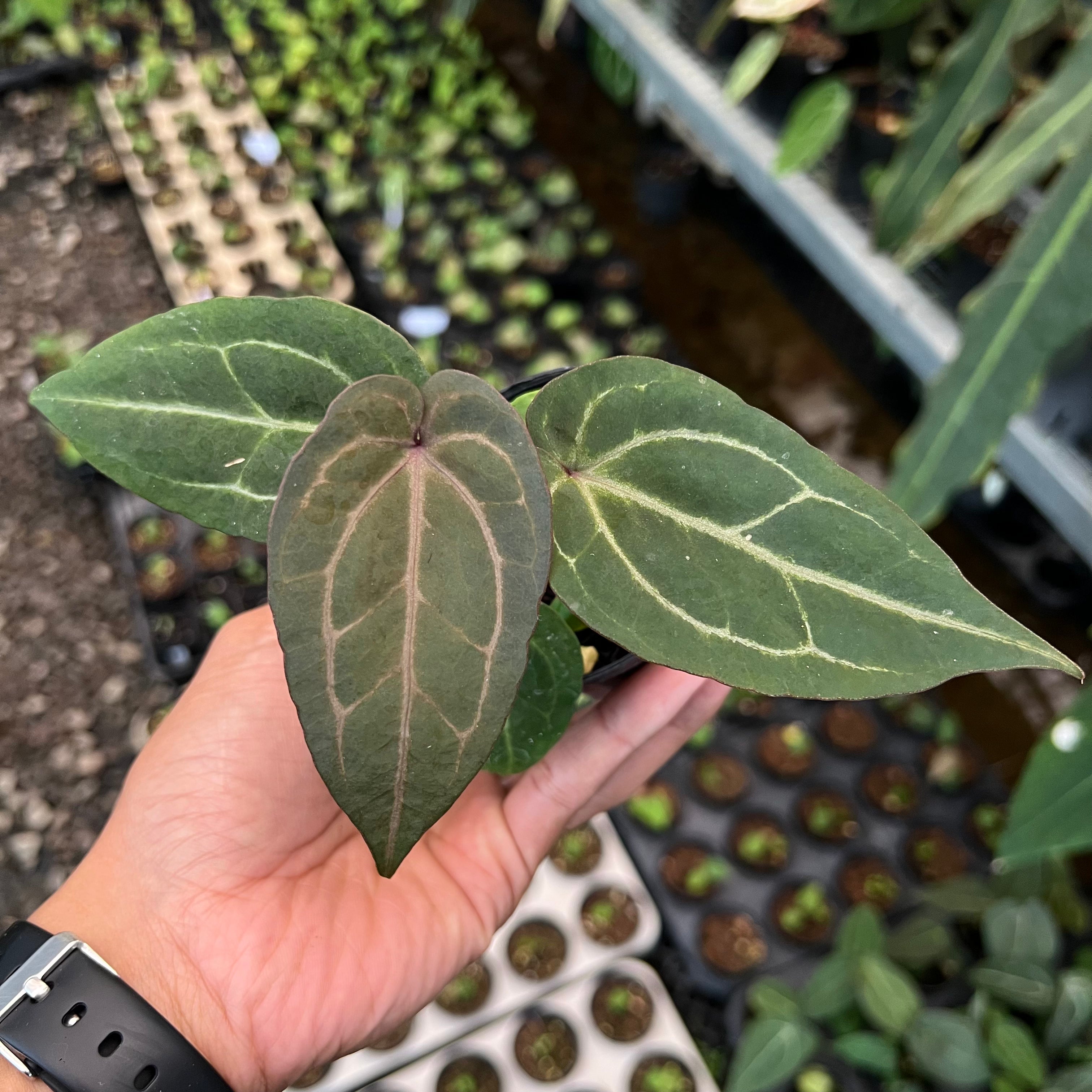 Anthurium (Angela x Black widow) x Red legacy
