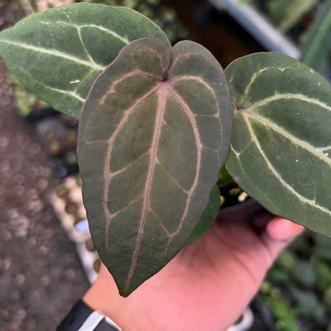 Anthurium (Angela x Black widow) x Red legacy