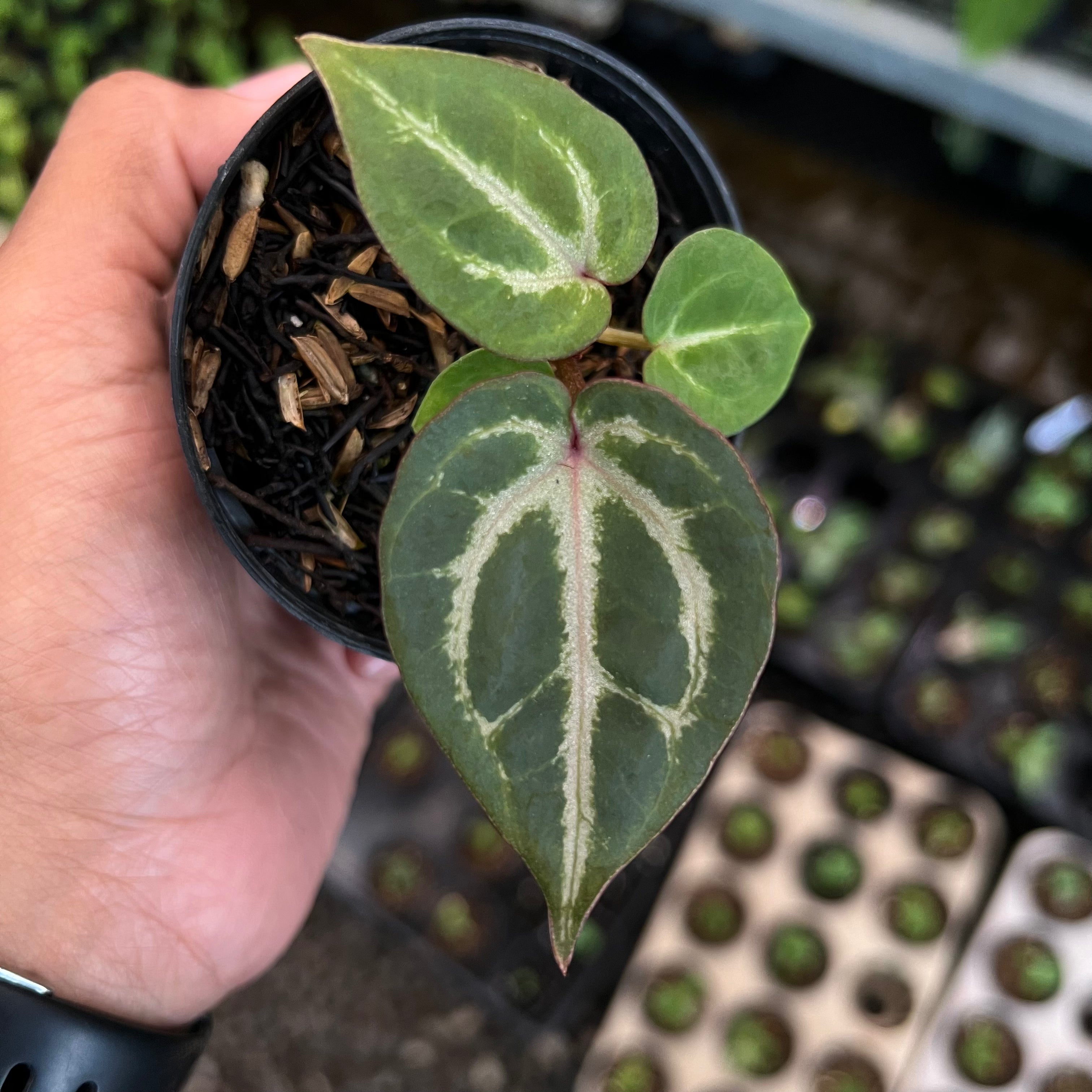 Anthurium Tortoise Grey x King of Spades