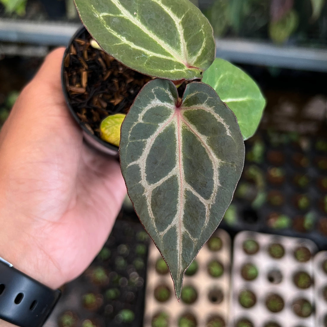 Anthurium Tortoise Grey x King of Spades
