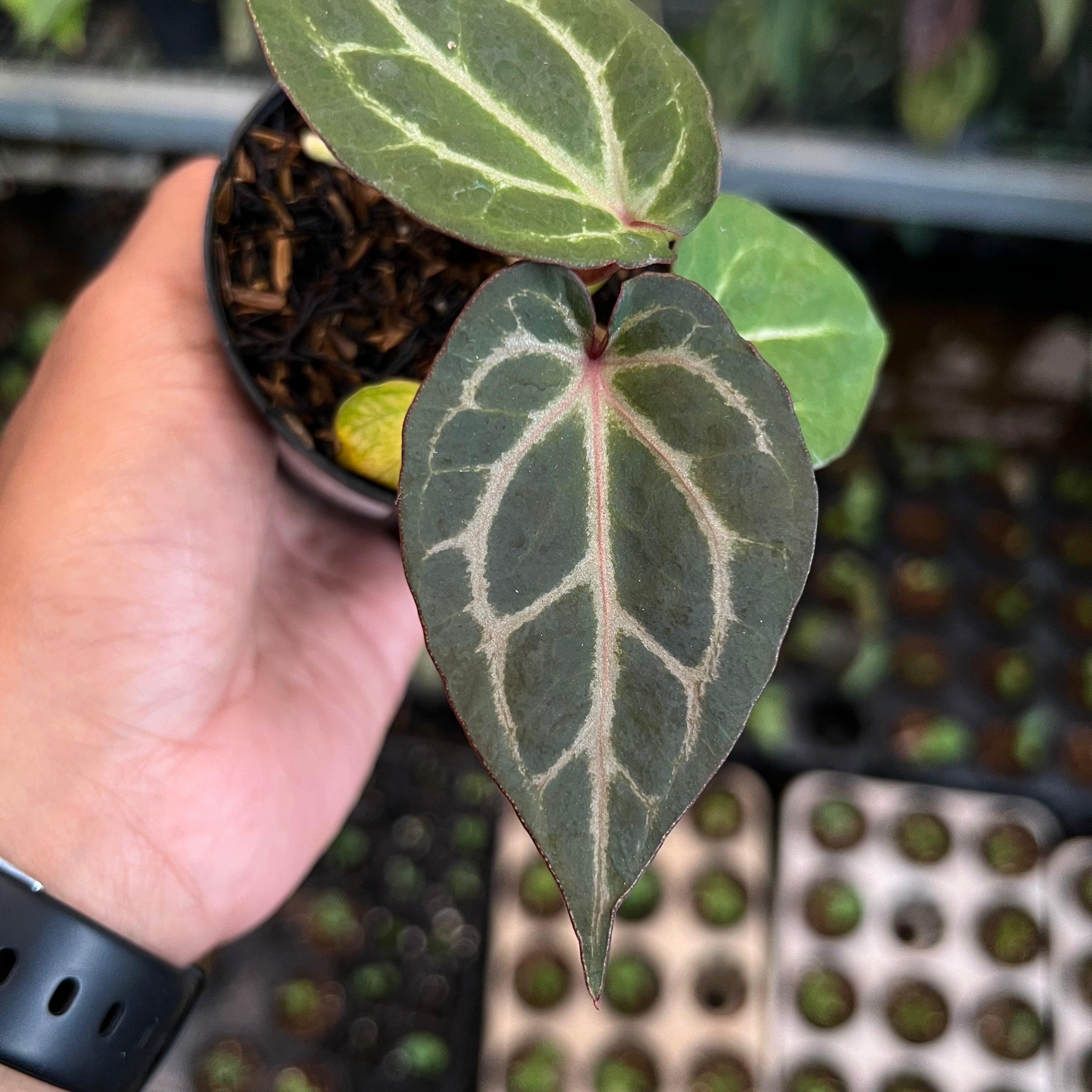 Anthurium Tortoise Grey x King of Spades