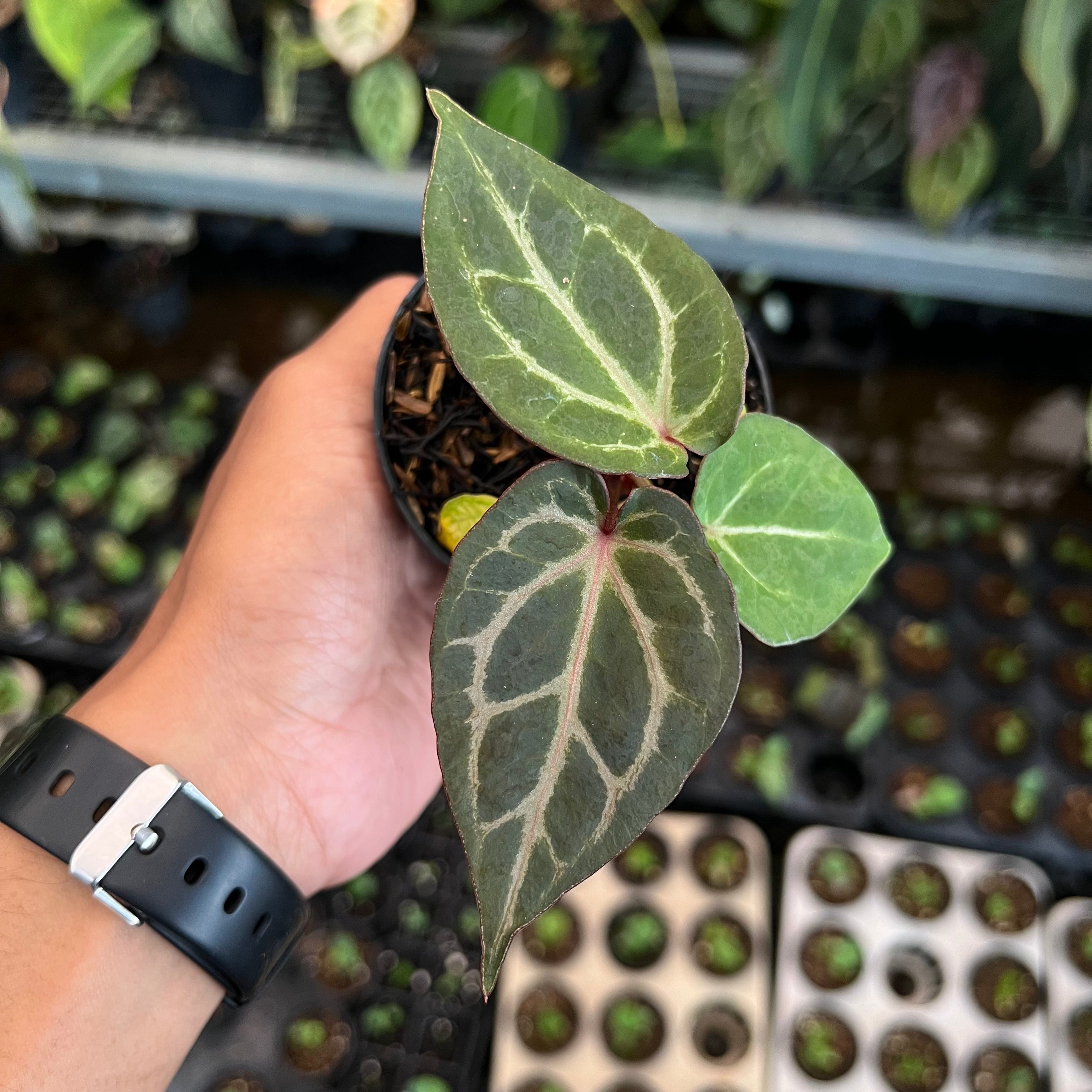 Anthurium Tortoise Grey x King of Spades