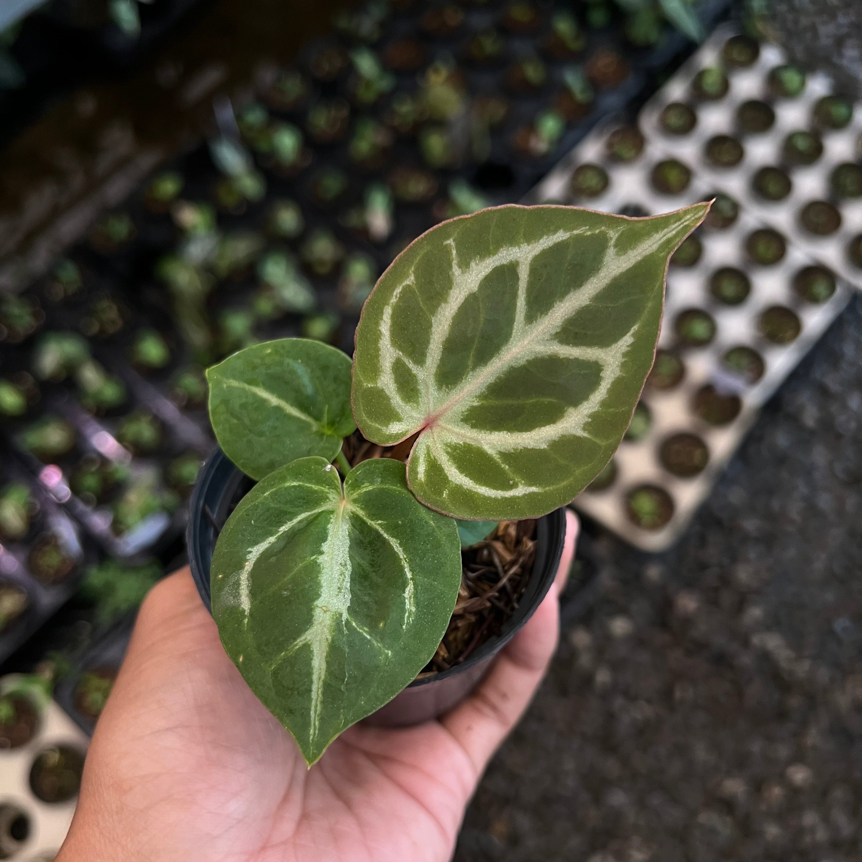 Anthurium (Silver Blush x King of Spades) x Michelle