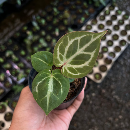 Anthurium (Silver Blush x King of Spades) x Michelle