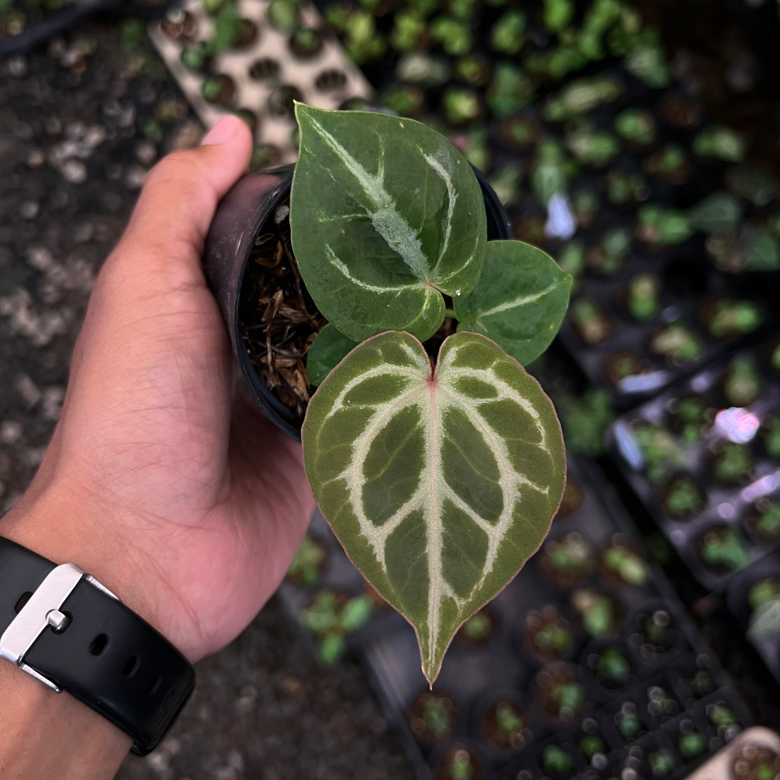 Anthurium (Silver Blush x King of Spades) x Michelle