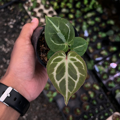 Anthurium (Silver Blush x King of Spades) x Michelle