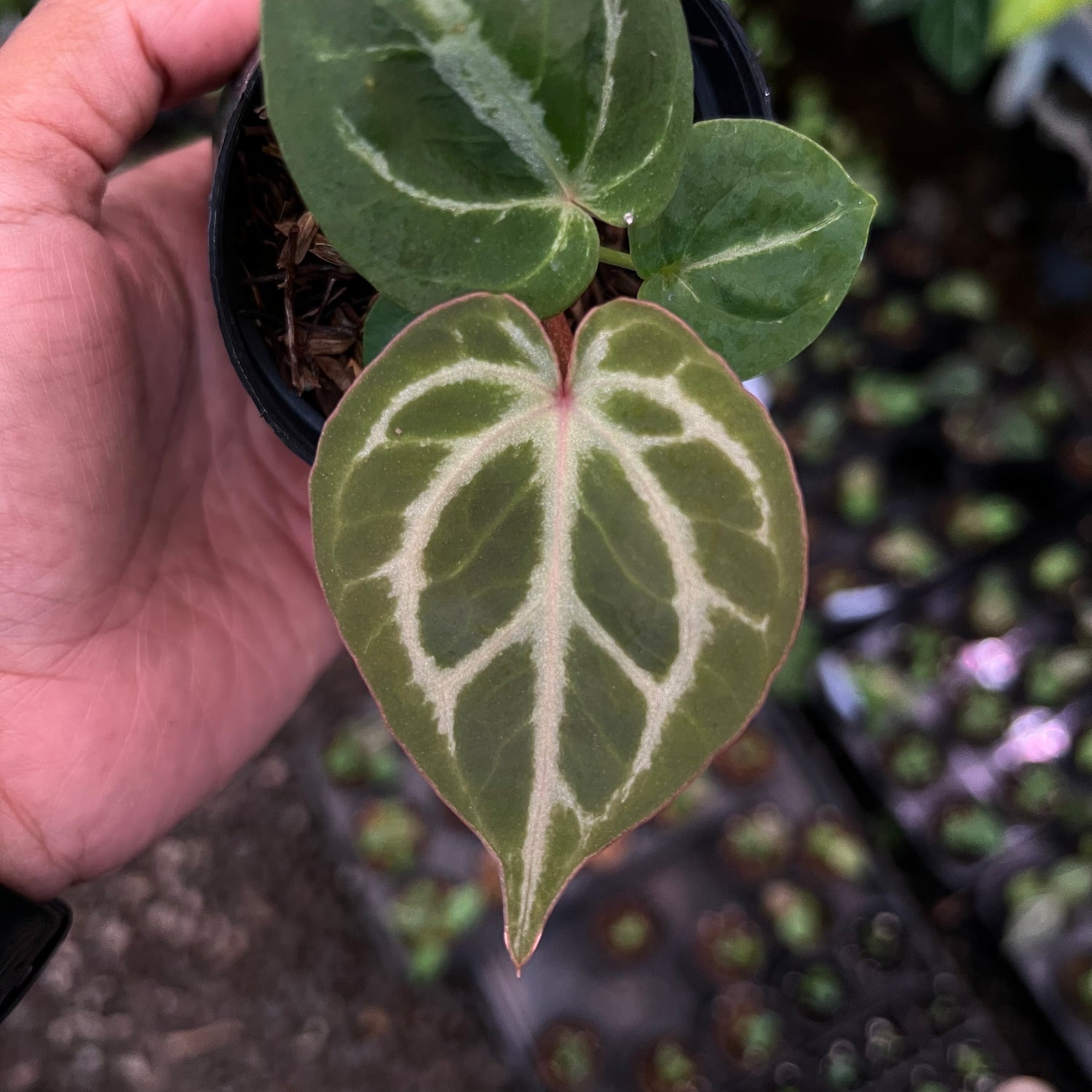 Anthurium (Silver Blush x King of Spades) x Michelle