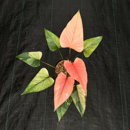Homalomena Pink Diamond Mint Variegated