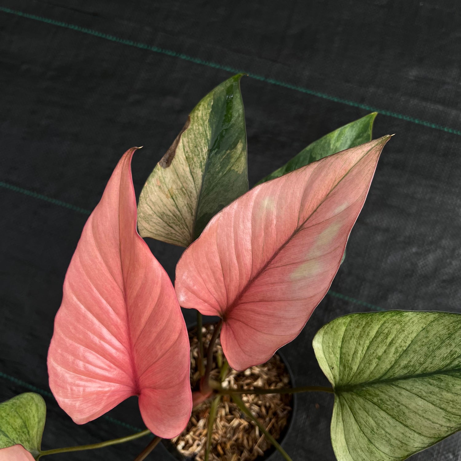 Homalomena Pink Diamond Mint Variegated