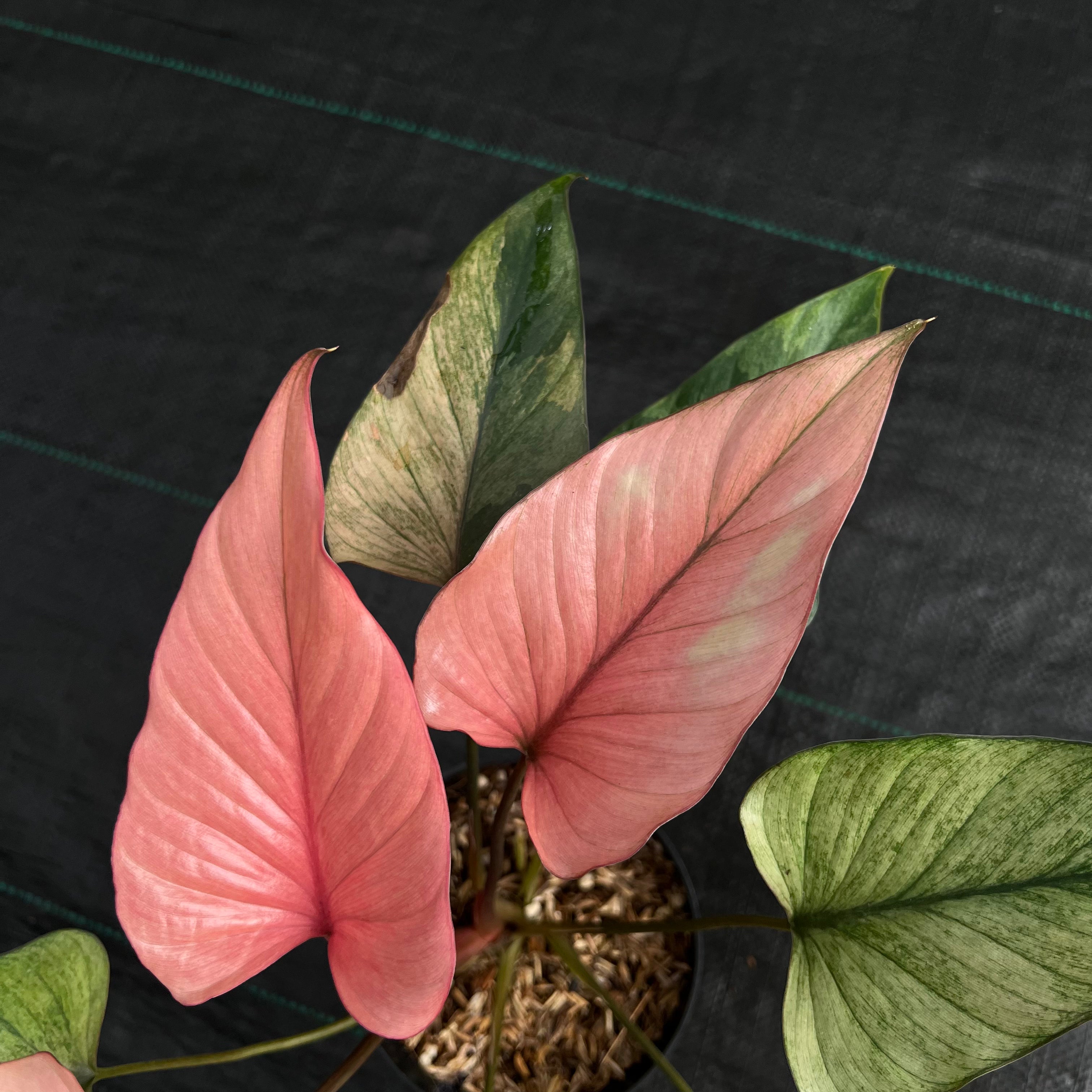 Homalomena Pink Diamond Mint Variegated