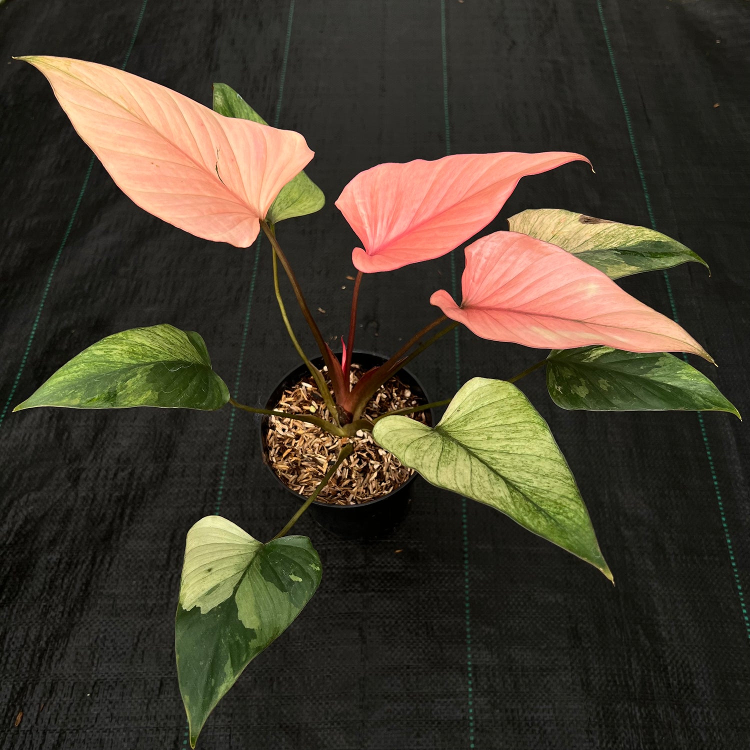Homalomena Pink Diamond Mint Variegated