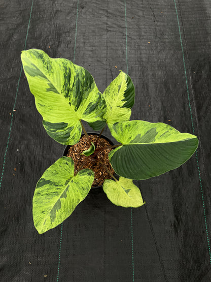 Homalomena Aurea Variegated Sp. Borneo