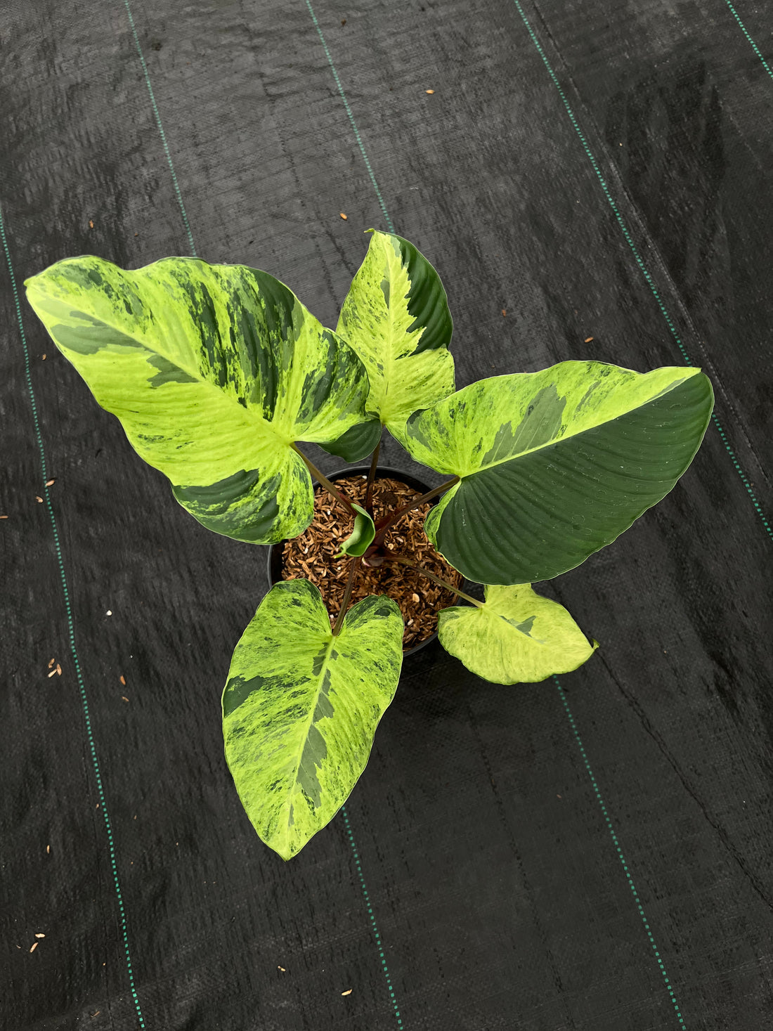 Homalomena Aurea Variegated Sp. Borneo