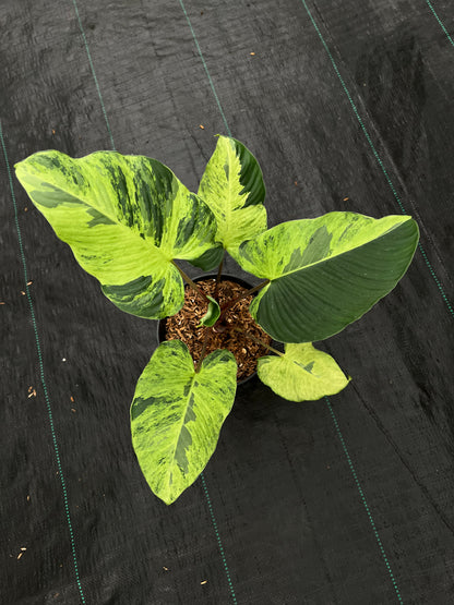 Homalomena Aurea Variegated Sp. Borneo