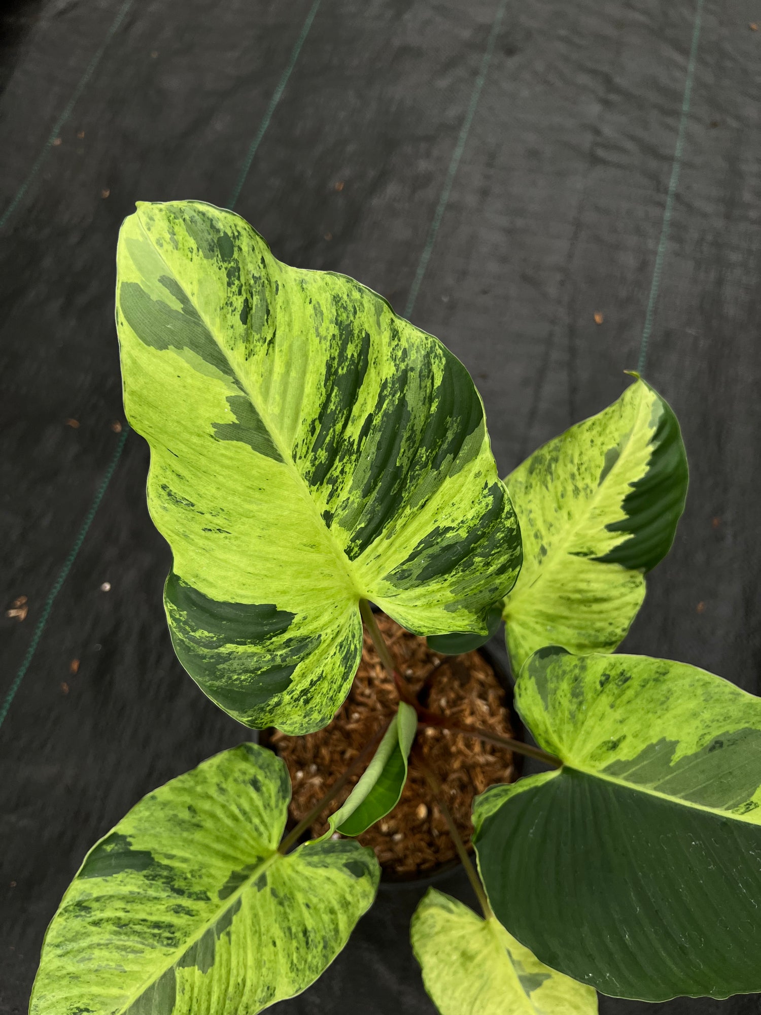 Homalomena Aurea Variegated Sp. Borneo