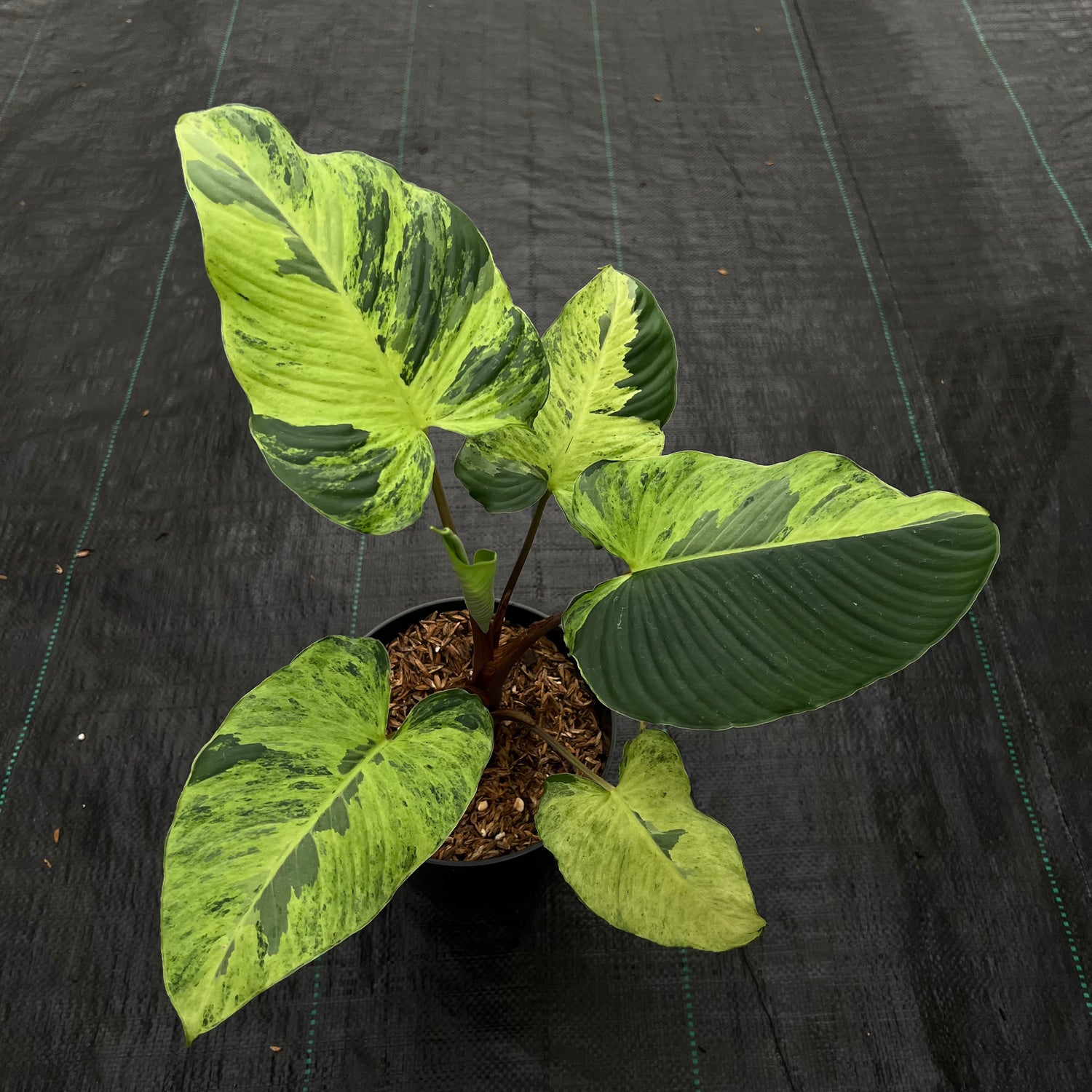 Homalomena Aurea Variegated Sp. Borneo